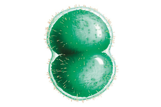 Meningococcal serogroup B bacteria, commonly known as meningitis B