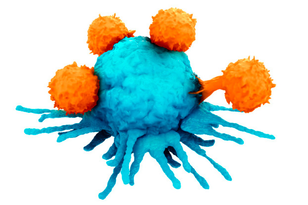Illustration of t-cells